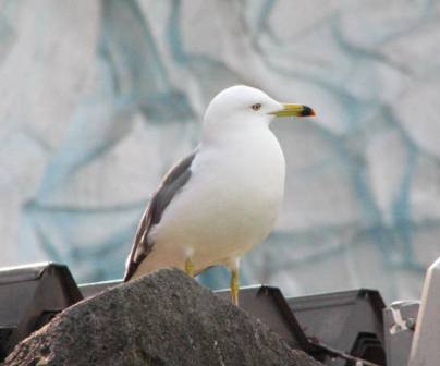 野生のカモメ上野動物園2007.1.18.