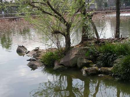 カメ上野動物園2008.3.27.