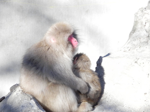 ニホンザル上野動物園20110106