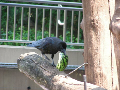 スイカを食べるカラス上野動物園20100724