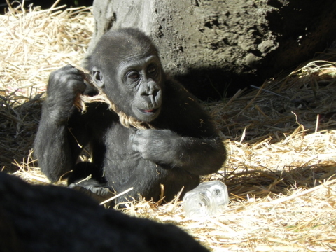 コモモ♀上野動物園20110106