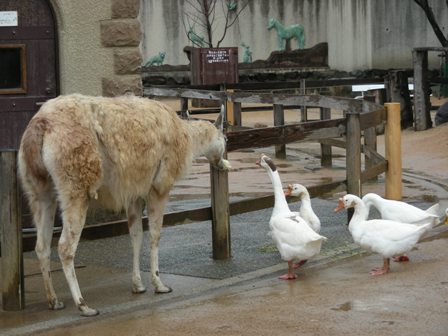 こどもどうぶつえん神戸市立王子動物園2009.3.13