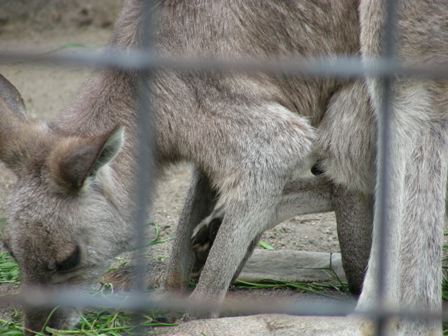 カンガルー上野動物園2008.3.27.