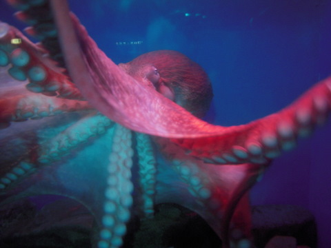 マダコ青森浅虫水族館20100821