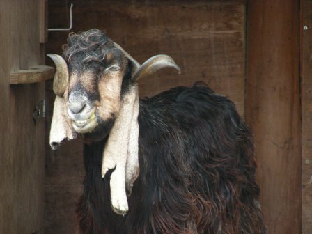 ミミナガヤギ神戸市立王子動物園2009.3.13