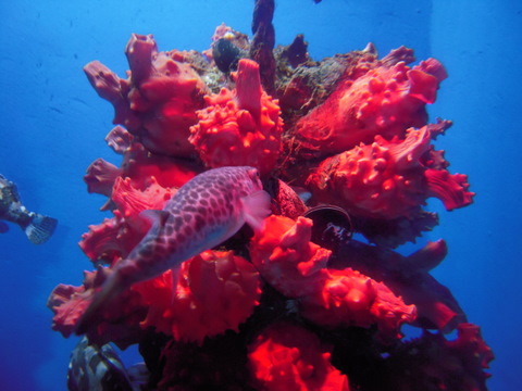 ホヤの養殖の展示青森浅虫水族館20100821