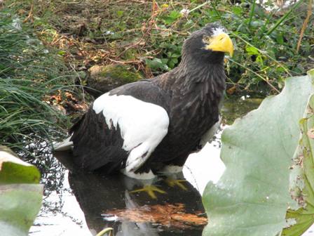 オオワシの半身浴上野動物園2006.11.3.