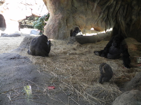 ゴリラのみなさん上野動物園20110106