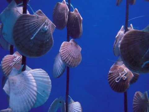 ホタテの養殖の展示青森浅虫水族館20100821