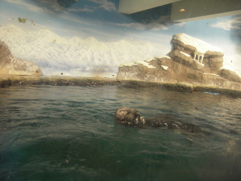 ラッコ青森浅虫水族館20100821