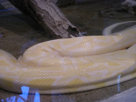 ビルマニシキヘビ神戸市立王子動物園2009.3.13