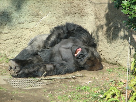 ケンタ上野動物園2007.1.18.