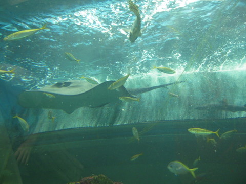 海洋大水槽青森浅虫水族館20100821