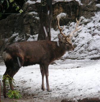 タンチョウ２００８．２.３.雪