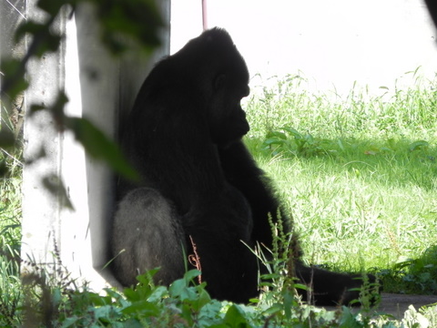 ドン♂仙台八木山動物公園20100824B