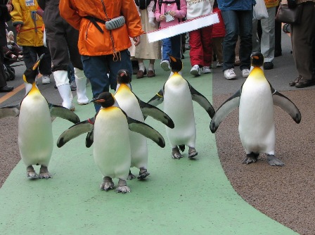 ペンギンのお散歩上野動物園2007.2.22.