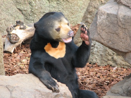 マレーグマ上野動物園2007.2.22.