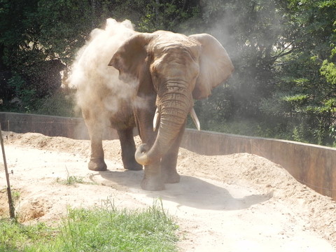 アフリカゾウ仙台八木山動物公園20100824A