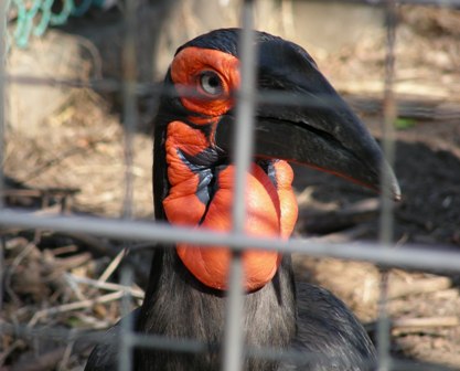 ミナミジサイチョウ上野動物園2008.3.5.