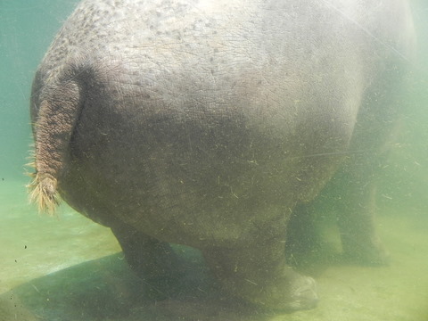 カバ仙台八木山動物公園20100824A