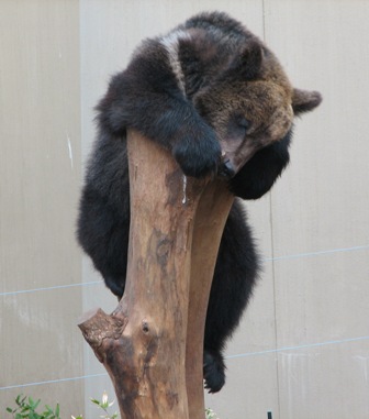 ヒグマ上野動物園2007.2.22.