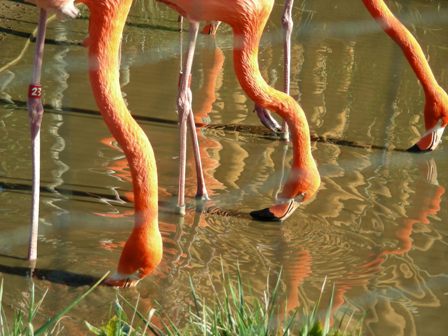 フラミンゴ上野動物園2008.3.5.B