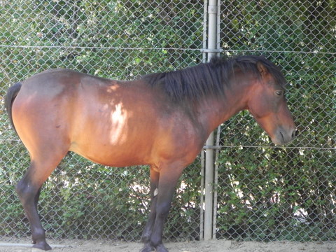 タイシュウバ仙台八木山動物公園20100824