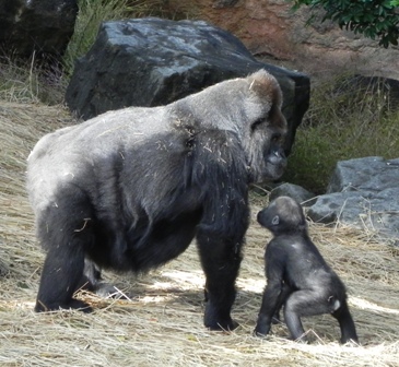 ナナ♀とコモモ♀上野動物園20101123B