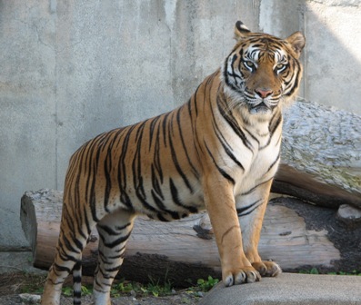 ベンガルトラのアキラ♂日立かみね動物園2006.10.9.