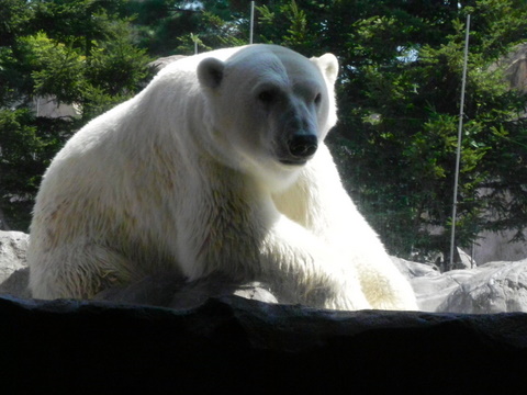 カイ♂仙台八木山動物公園20100824