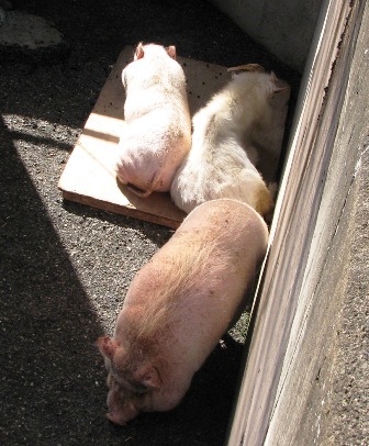 ヤギとブタ日立かみね動物園2006.10.9.