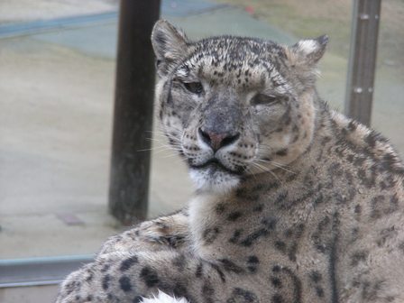 ユキヒョウ神戸市立王子動物園2009.3.13