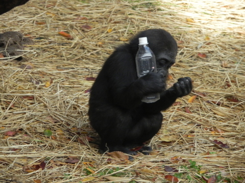 コモモ♀上野動物園20101123E