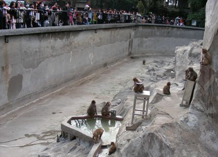 ニホンザルとヒト上野動物園2008.3.27.