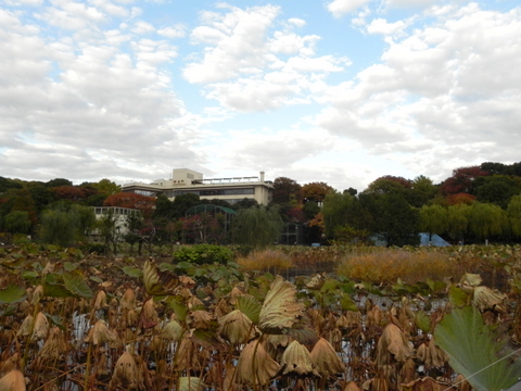 不忍池上野動物園20101123B