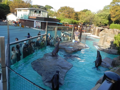 アシカ池上野動物園20111027