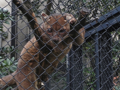 フォッサ上野動物園20101123