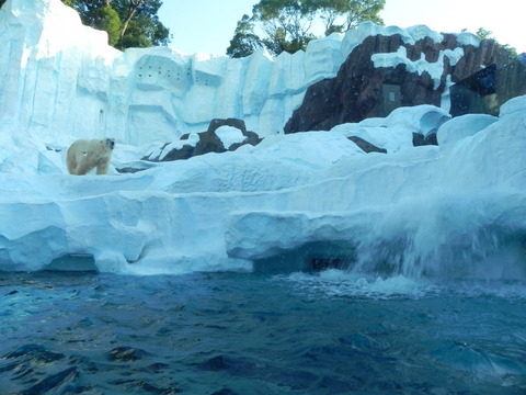 北極風景上野動物園20111027