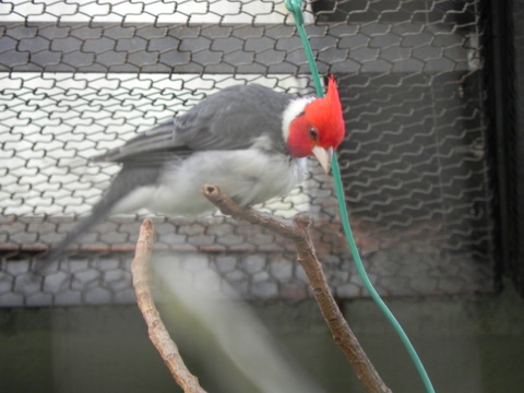 カージナル上野動物園20111027