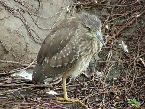 ゴイサギの幼鳥上野動物園20100218