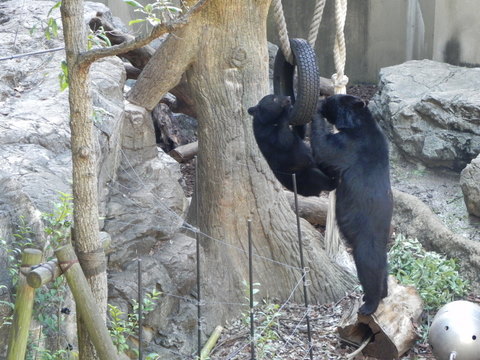 ツキノワグマの親子上野動物園20111027