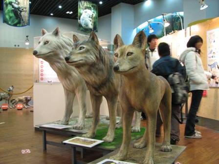 オオカミの素顔展多摩動物園2006.1.4.