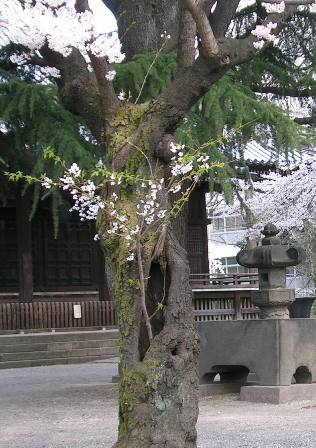 カンガルー桜2006.3.30.B