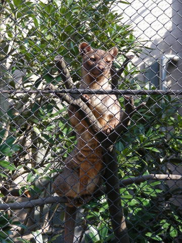 フォッサ♂上野動物園20100218