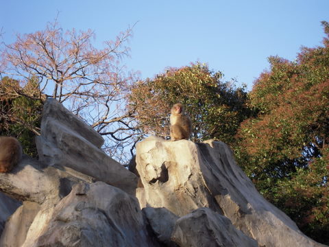 下北のサル上野動物園20100207Ｂ