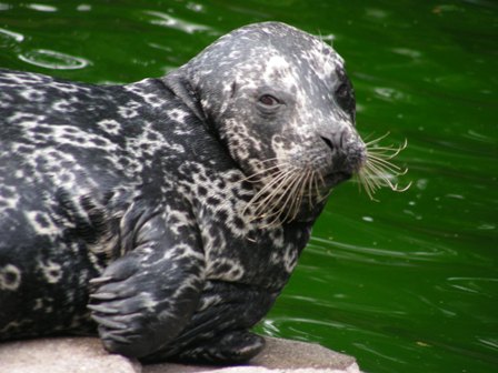 ゼニガタアザラシ上野動物園2008.7.5.