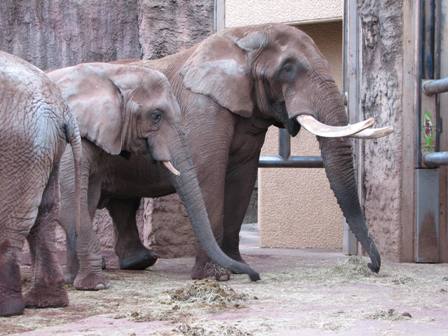 アフリカゾウのタマオ♂とマコ♀多摩動物園2006.1.4.