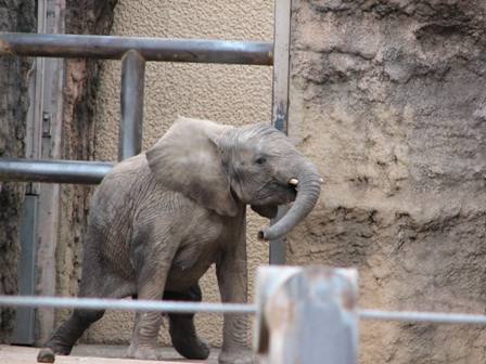 アフリカゾウのマオ♀多摩動物園2006.1.4.