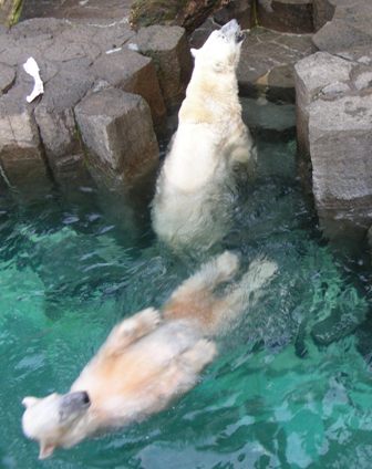 ホッキョクグマ上野動物園2008.7.5.