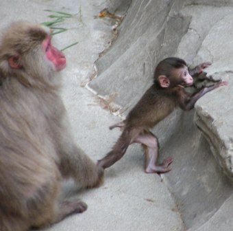 ニホンザル上野動物園2008.7.5.